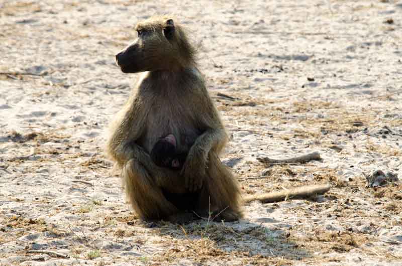 115 - Botswana - mona babuino y cria - parque nacional de Chobe